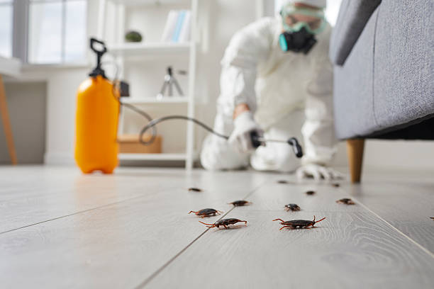 Commercial Rodent Management in Spring Park